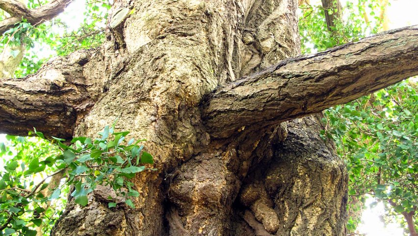 Ginkgo biloba Rinden