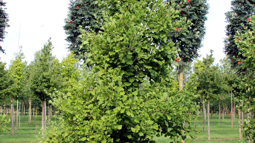 Ginkgo biloba 'Blagon' beveerd