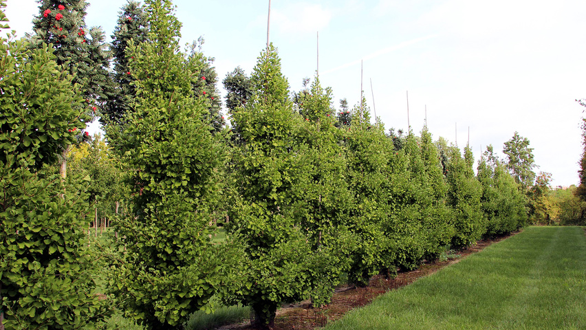 Ginkgo biloba 'Blagon' beveerd