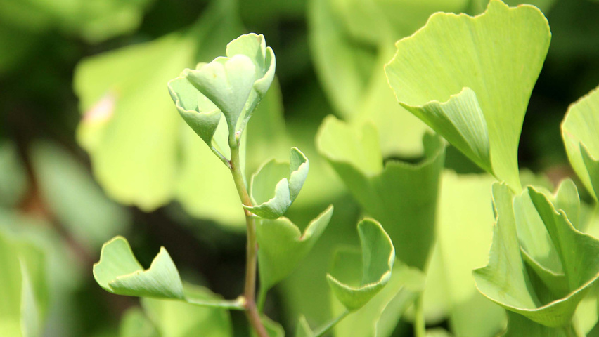 Ginkgo biloba 'Blagon' blad
