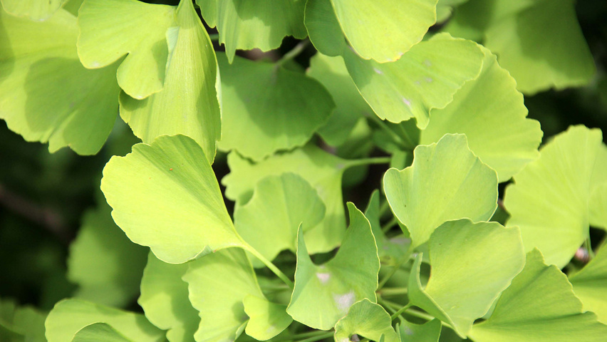 Ginkgo biloba 'Blagon' blad