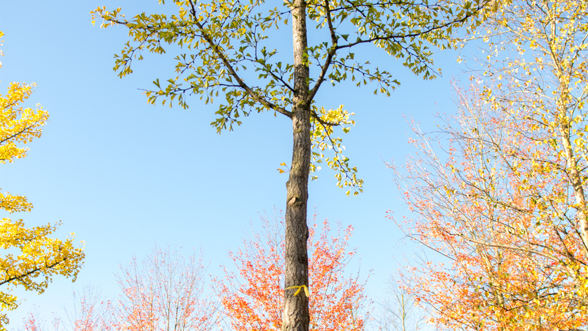 Ginkgo biloba charakteristische