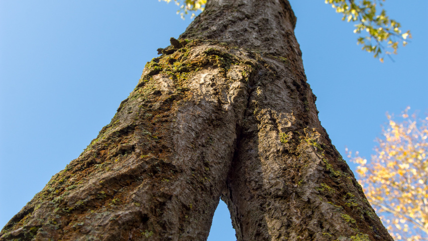 Ginkgo biloba charakteristische