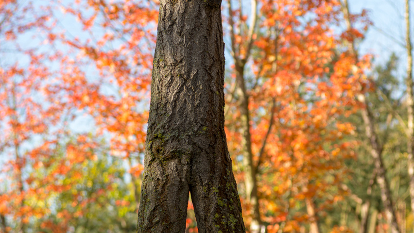 Ginkgo biloba charakteristische