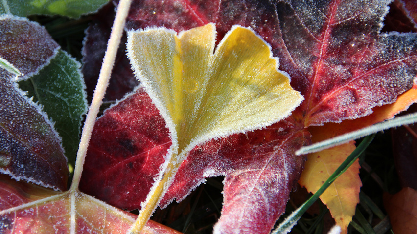 Ginkgo biloba 'Fastigiata' Herbstblatt