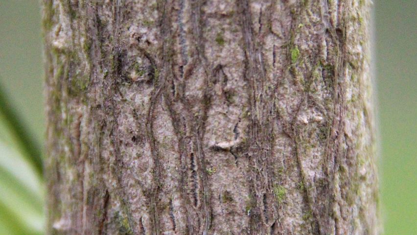 Ginkgo biloba 'Fastigiata' Rinden