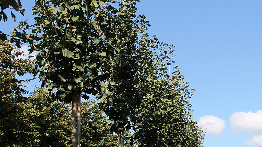 Ginkgo biloba 'Fastigiata' hochstämmig