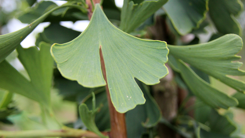 Ginkgo biloba 'Fastigiata' Blatt