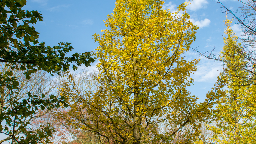 Ginkgo biloba Stammbüsche