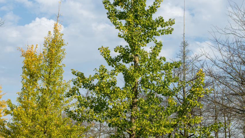 Ginkgo biloba Stammbüsche