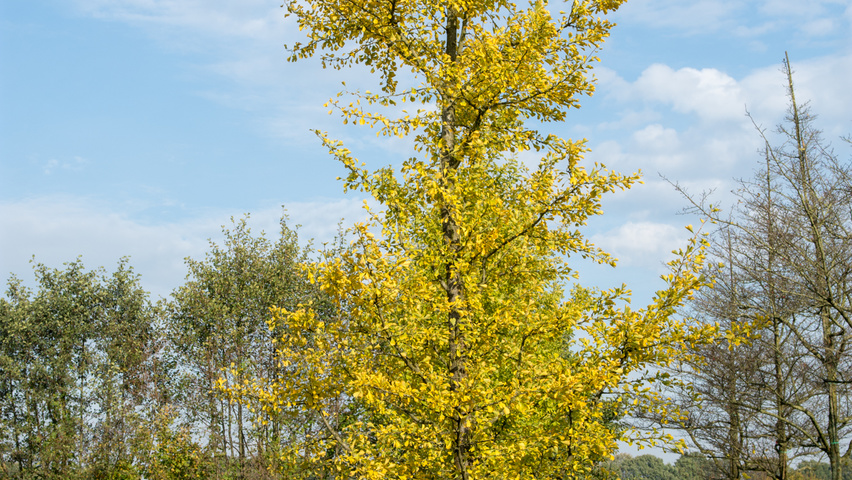 Ginkgo biloba Stammbüsche