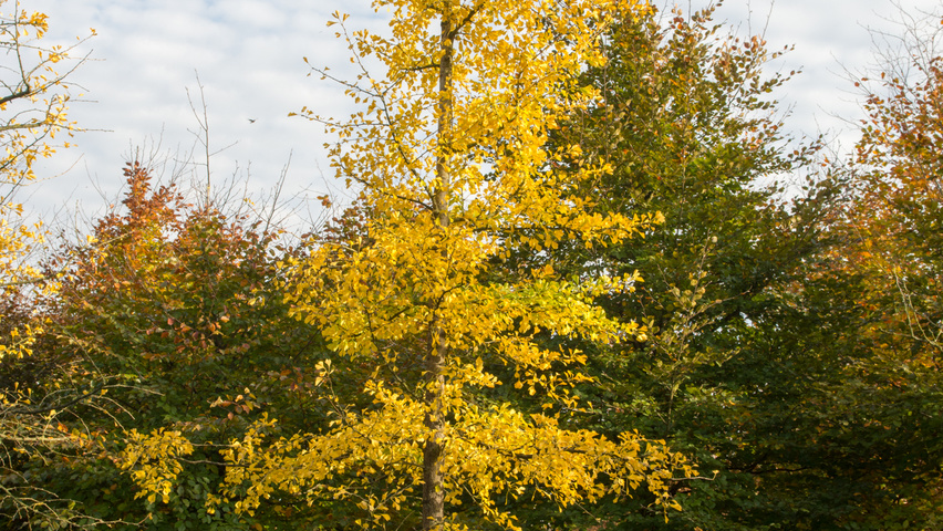 Ginkgo biloba Stammbüsche