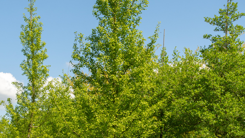 Ginkgo biloba Stammbüsche