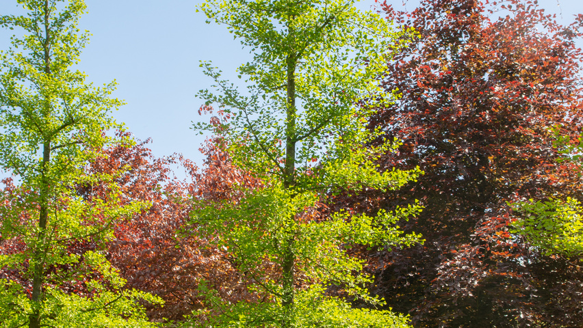Ginkgo biloba Stammbüsche