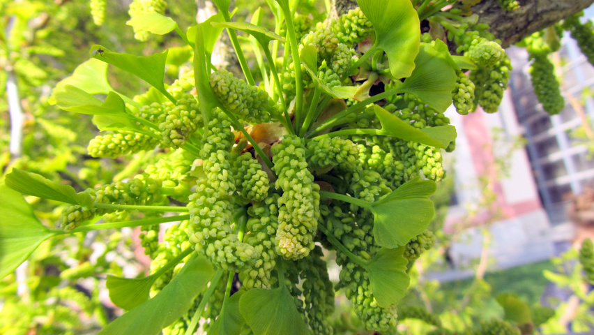 Ginkgo biloba Blumen
