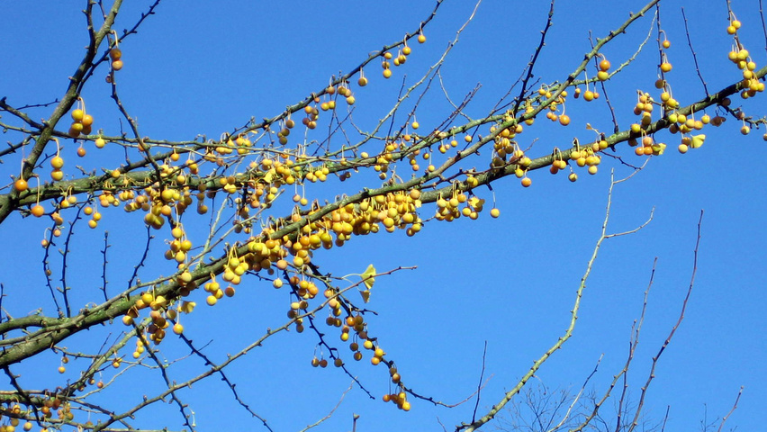 Ginkgo biloba Frucht