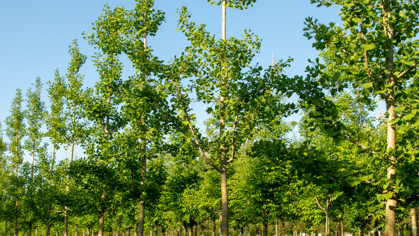 Ginkgo biloba hochstämmig
