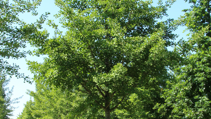 Ginkgo biloba hochstämmig