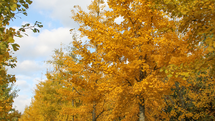 Ginkgo biloba hochstämmig