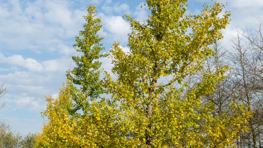 Ginkgo biloba hochstämmig