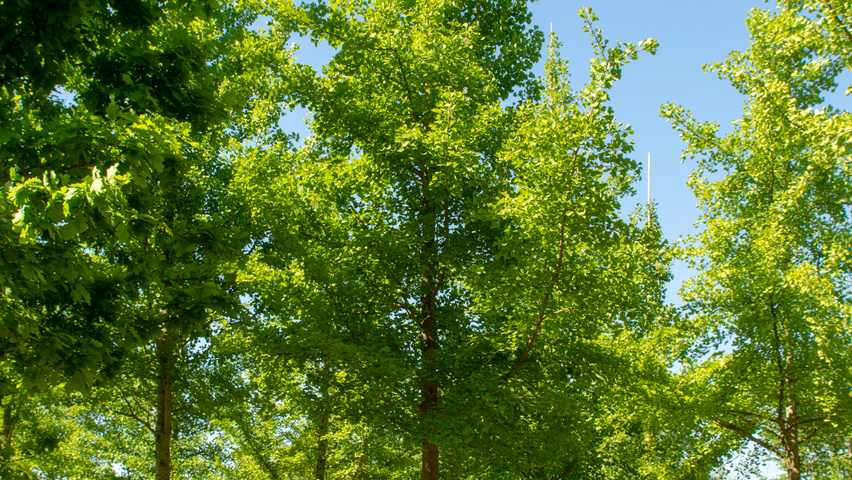 Ginkgo biloba hochstämmig