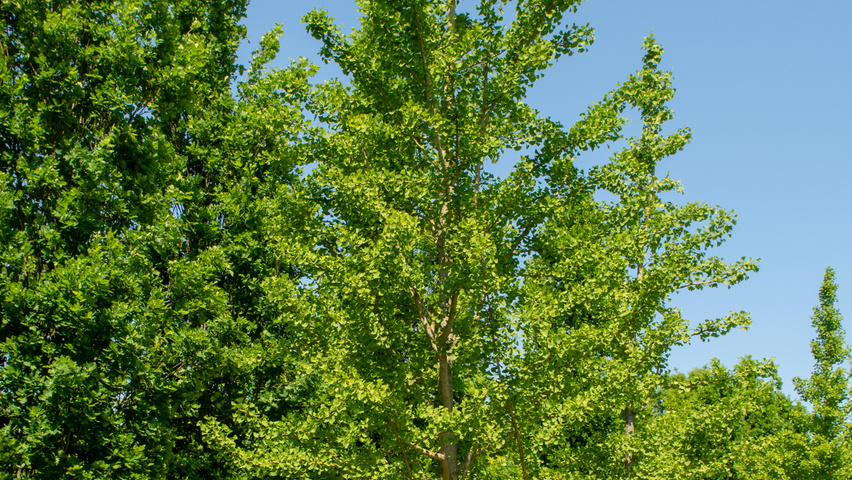 Ginkgo biloba hochstämmig