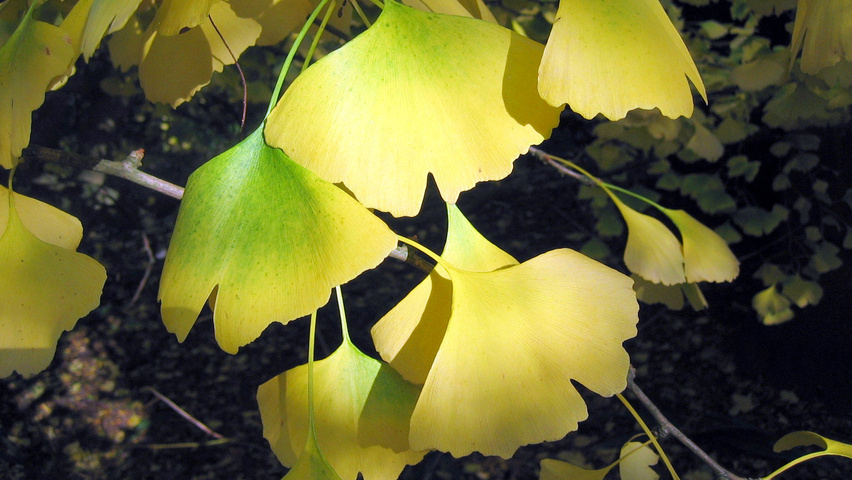 Ginkgo biloba 'Horizontalis' autumn leaves