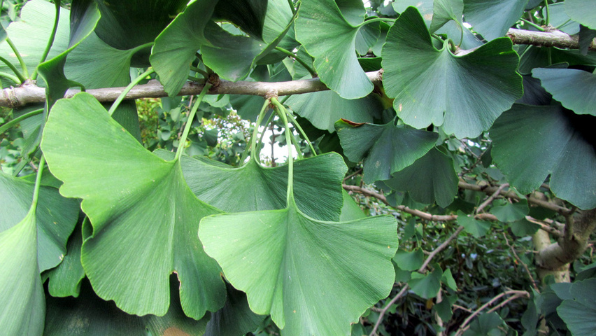 Ginkgo biloba 'Horizontalis' leaves