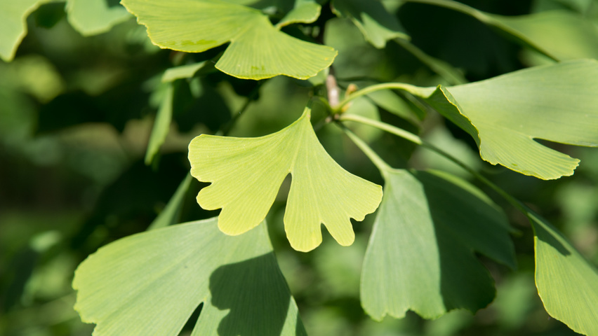 Ginkgo biloba Blatt