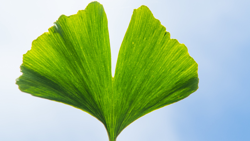 Ginkgo biloba Blatt