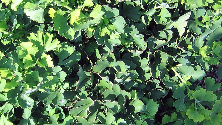 Ginkgo biloba 'Mariken' Blatt