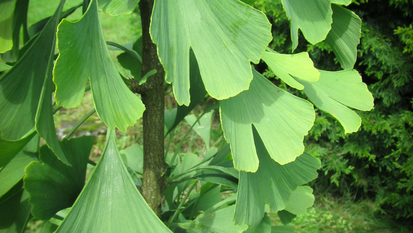 Ginkgo biloba 'Mayfield' Feuilles
