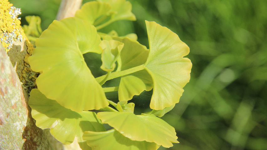 Ginkgo biloba 'Mayfield' Feuilles