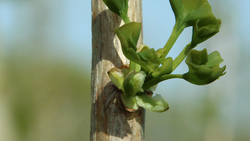 Ginkgo biloba 'Mayfield' rameaux