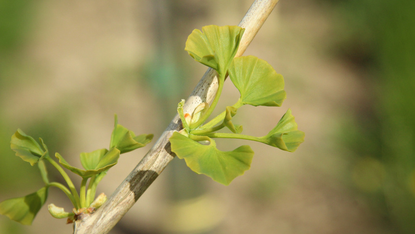 Ginkgo biloba 'Mayfield' rameaux
