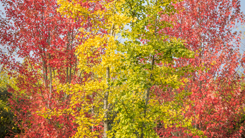 Ginkgo biloba mehrstämmige