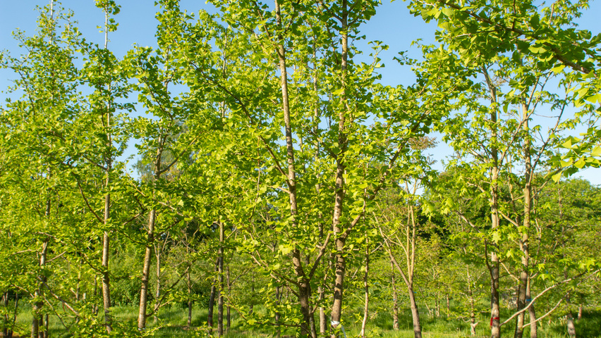 Ginkgo biloba mehrstämmige
