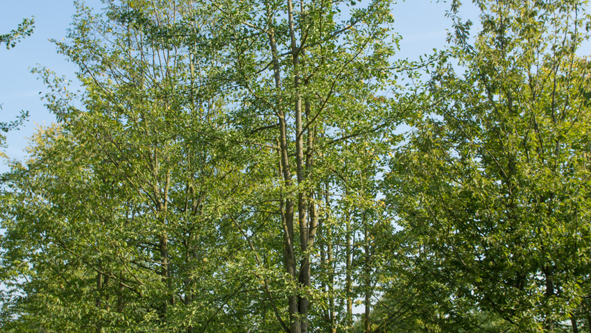 Ginkgo biloba mehrstämmige