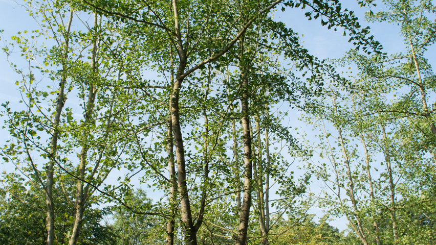 Ginkgo biloba mehrstämmige