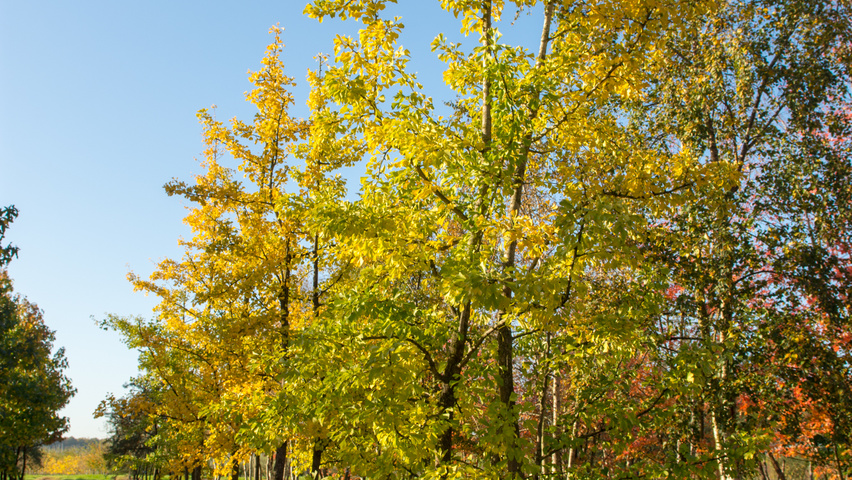 Ginkgo biloba mehrstämmige