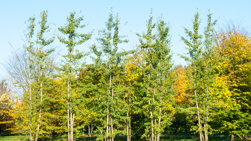 Ginkgo biloba mehrstämmige