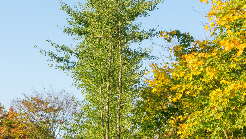 Ginkgo biloba mehrstämmige