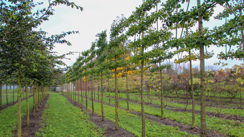Ginkgo biloba Spalier