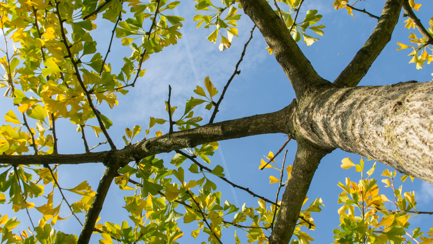 Ginkgo biloba Dach