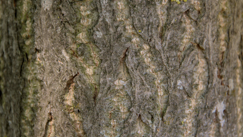 Ginkgo biloba 'Saratoga' kora