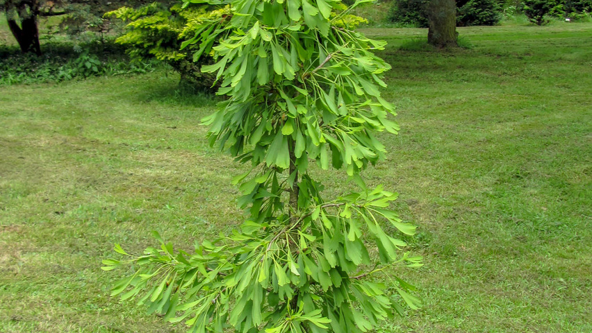 Ginkgo biloba 'Saratoga' pokrój naturalny