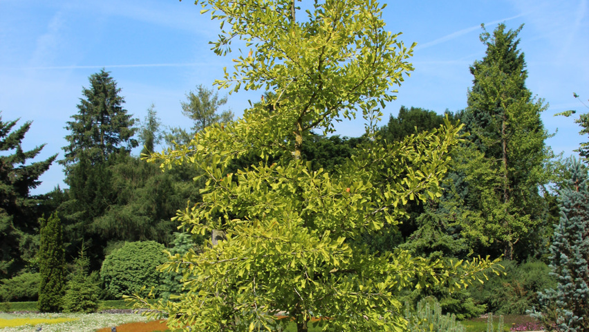 Ginkgo biloba 'Saratoga' pokrój naturalny