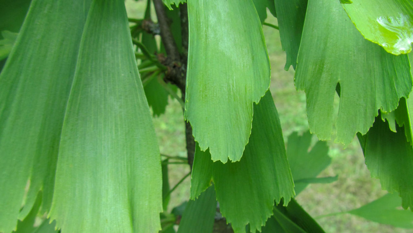 Ginkgo biloba 'Saratoga' liście