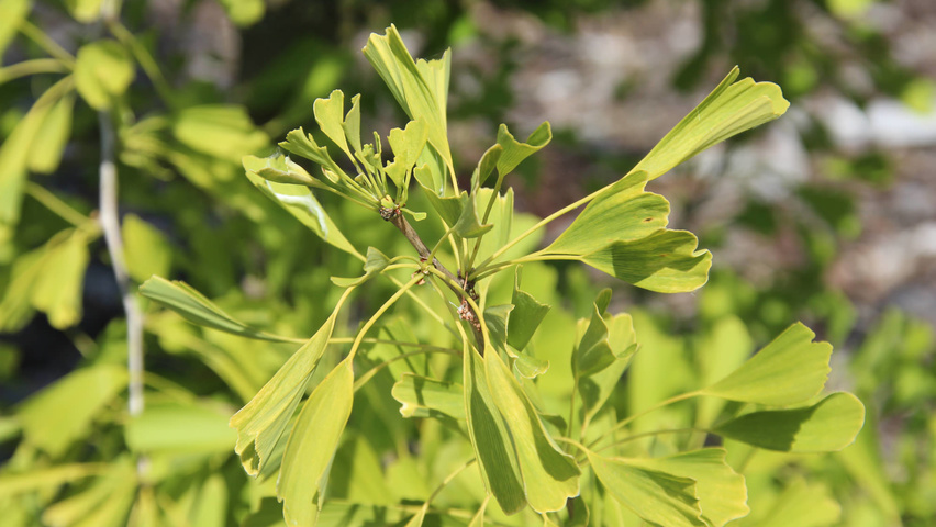 Ginkgo biloba 'Saratoga' liście