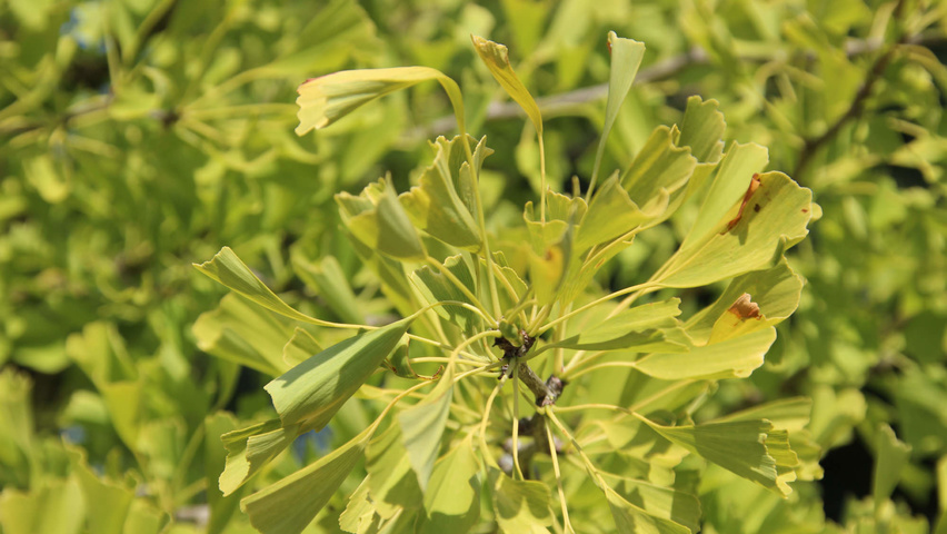 Ginkgo biloba 'Saratoga' liście